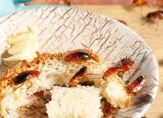 Как эффективно потравить тараканов в квартире?