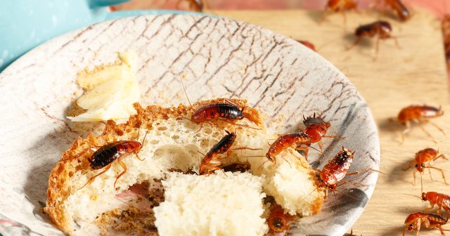 Как эффективно потравить тараканов в квартире?