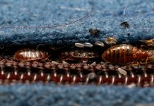 Жизнь внутри матраса — где могут прятаться клопы постельные Жизнь внутри матраса — где могут прятаться клопы постельные