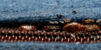 Жизнь внутри матраса — где могут прятаться клопы постельные