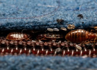 Жизнь внутри матраса — где могут прятаться клопы постельные