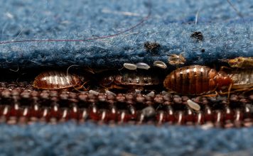 Жизнь внутри матраса — где могут прятаться клопы постельные