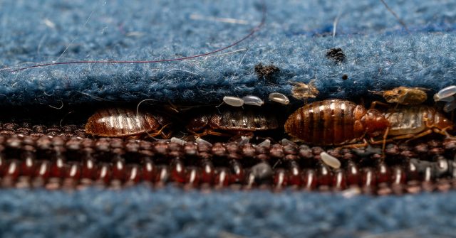 Жизнь внутри матраса — где могут прятаться клопы постельные