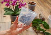 10 фактов об орхидее фаленопсис, которые надо знать новичку