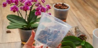 10 фактов об орхидее фаленопсис, которые надо знать новичку