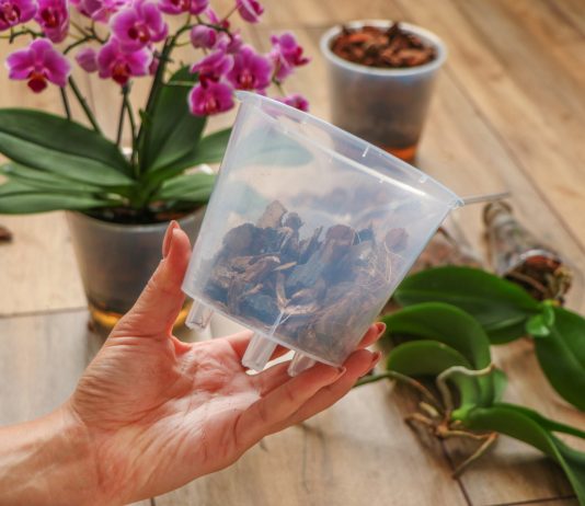 10 фактов об орхидее фаленопсис, которые надо знать новичку