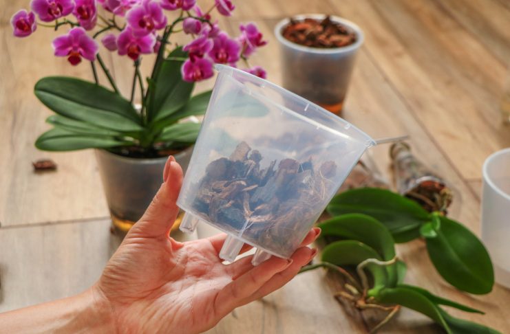 10 фактов об орхидее фаленопсис, которые надо знать новичку