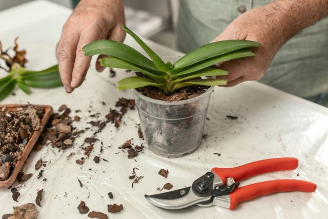 В природе фаленопсис живёт не в земле, а на деревьях, поэтому плотный грунт для него губителен. Крупная кора имитирует естественную среду: удерживает влагу, но оставляет корням главное — воздух и свободу.