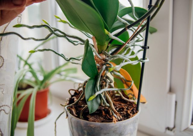 Воздушные корни фаленопсиса — полноценная часть корневой системы: они дышат, участвуют в фотосинтезе и впитывают влагу из воздуха. Живые зелёные или серебристые корни не обрезают, удаляют только полностью высохшие и пустые.