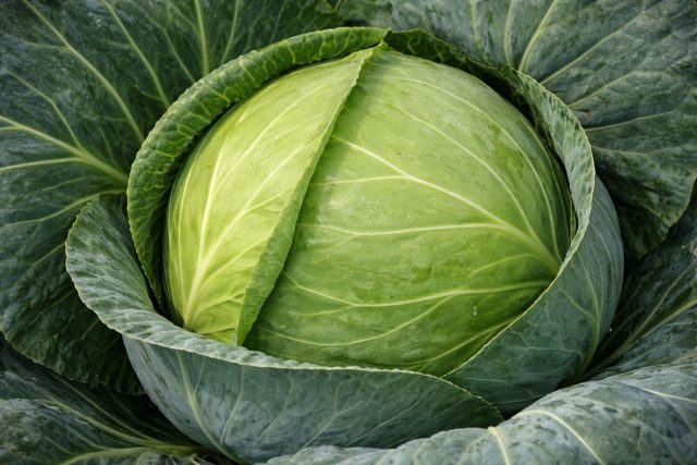 Малахит F1 — красивый ранний гибрид с яркими глянцевыми листьями и плотным кочаном. Отличается устойчивостью к растрескиванию и болезням. Капуста получается сочной и нежной, а срезанные кочаны дольше сохраняют свежесть.