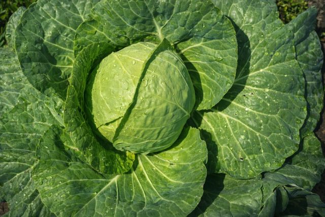 Казачок F1 — современный гибрид с аккуратными округлыми кочанами и светло-зелёными листьями с лёгким восковым налётом. Созревает дружно, хорошо переносит весенние перепады температуры и даёт стабильный урожай даже в нестабильную погоду.