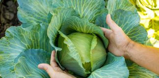 10 лучших сортов ранней капусты: собираем урожай уже в июне