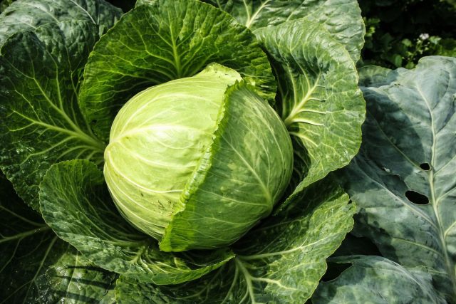 Дюма F1 — гибрид, который сочетает раннее созревание и плотный кочан почти как у среднеспелых сортов. Лист сочный, без грубых прожилок, вкус мягкий и приятный. Хорошо переносит весенние похолодания и устойчив к основным болезням.