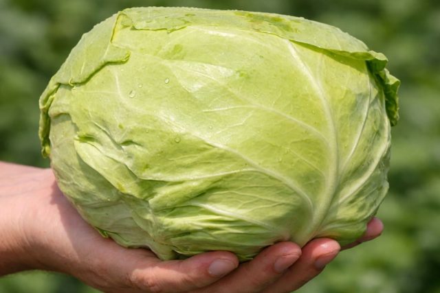 Экспресс F1 — очень ранний гибрид, позволяющий получить первую капусту уже в начале лета. Кочаны небольшие, с тонким и нежным листом, особенно хороши для свежих салатов и лёгких летних блюд, когда важна сочность и мягкость.