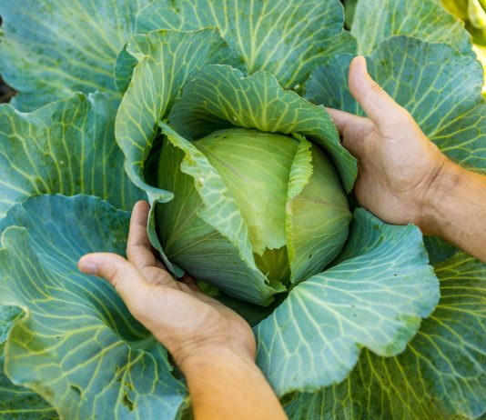10 лучших сортов ранней капусты: собираем урожай уже в июне