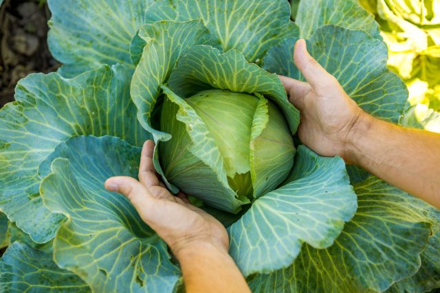 10 лучших сортов ранней капусты: собираем урожай уже в июне