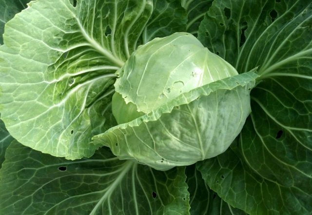 Парел F1 — проверенный голландский гибрид для самых ранних посадок. Формирует плотные округлые кочаны даже при нестабильной весенней погоде. Лист нежный и сочный, без горечи, а растения устойчивы к заморозкам и стрелкованию.