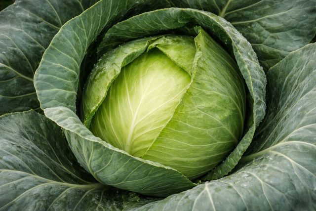 Сюрприз F1 — скороспелый гибрид с плотными округлыми кочанами и ярко-зелёными листьями. Хорошо переносит весенние похолодания и формирует урожай даже при неидеальных условиях. Лист нежный, сочный и приятный на вкус.