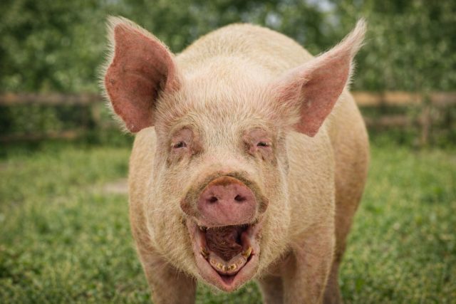 Визг свиней — это не редкость, а часть повседневности. Кормление, стресс или конкуренция за еду превращаются в громкий «концерт», который слышно далеко за пределами участка.