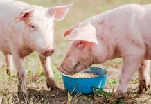 10 причин никогда не заводить свиней в своём хозяйстве