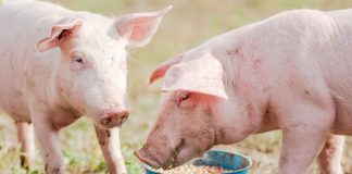 10 причин никогда не заводить свиней в своём хозяйстве