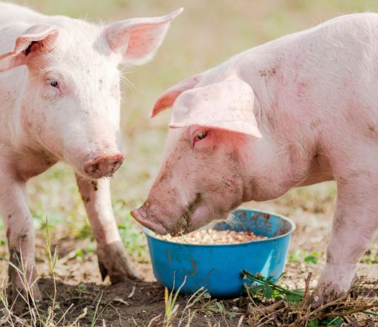 10 причин никогда не заводить свиней в своём хозяйстве