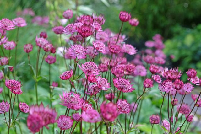 Астранция — изящный многолетник с необычными звёздчатыми цветками, окружёнными декоративными прицветниками. Она хорошо растёт в лёгкой полутени и при регулярной обрезке способна украшать цветник продолжительным цветением.