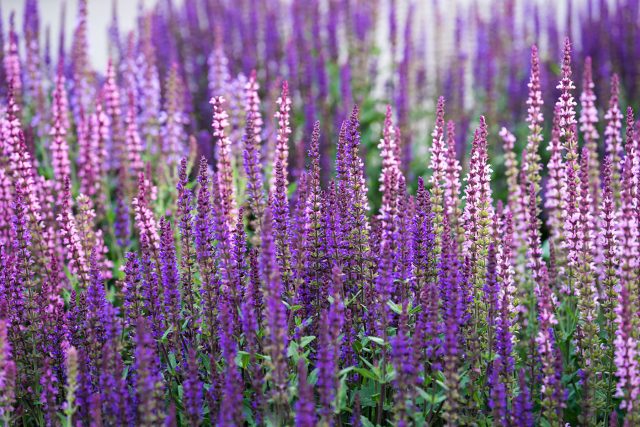 Шалфей дубравный формирует выразительные вертикальные свечи соцветий насыщенно-синих и фиолетовых оттенков. После обрезки первой волны цветения быстро наращивает новые побеги и снова зацветает, благодаря чему декоративность сохраняется до осени.