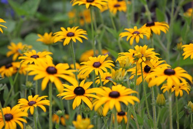 Рудбекия создаёт в цветнике яркие солнечные пятна благодаря крупным золотистым цветкам с тёмным центром. Растение образует множество бутонов на боковых побегах и цветёт долго, часто почти до первых осенних заморозков.