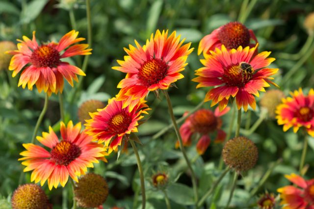 Гайлардия известна своими яркими красно-жёлтыми цветками, напоминающими языки пламени. Этот многолетник отличается высокой жаростойкостью, отлично чувствует себя на солнечных участках и способен цвести практически без перерыва всё лето.