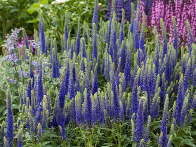 Вероника колосковая образует стройные колосовидные соцветия синего, фиолетового или розового цвета. После обрезки отцветших соцветий растение быстро формирует новые побеги и может повторно зацвести во второй половине лета.