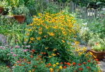 12 проверенных многолетников, которые цветут до самой осени