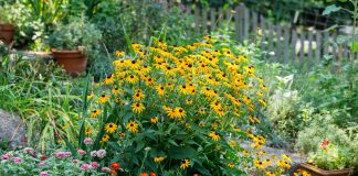12 проверенных многолетников, которые цветут до самой осени
