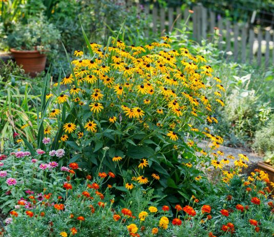 12 проверенных многолетников, которые цветут до самой осени