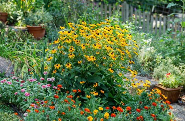 12 проверенных многолетников, которые цветут до самой осени