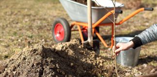 12 ошибок, из-за которых ваш плодовый сад не приживётся