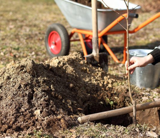 12 ошибок, из-за которых ваш плодовый сад не приживётся