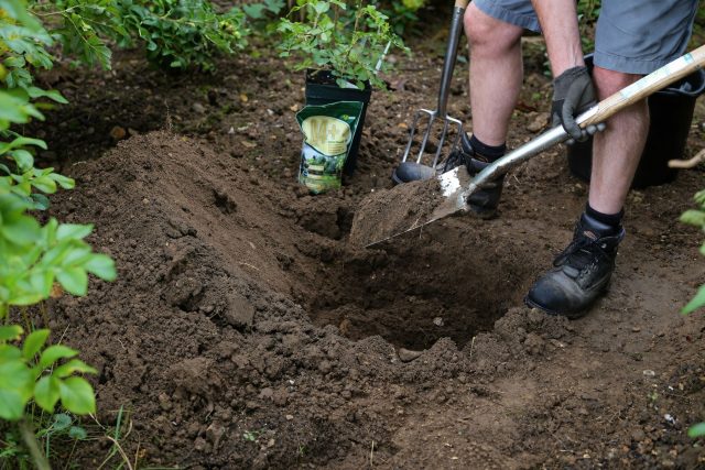 Избыток удобрений, особенно свежего навоза, может повредить корни саженца. Питательные вещества вносят умеренно и обязательно перемешивают с почвой, избегая прямого контакта с корнями.