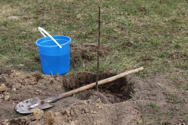 Заглубление корневой шейки или загибание корней — частые ошибки при посадке. Саженец устанавливают на холмик, аккуратно расправляя корни, а шейку оставляют на уровне поверхности почвы.