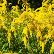Девичий винЗолотарник канадский (Solidago canadensis)оград пятилисточковый (Parthenocissus quinquefolia)