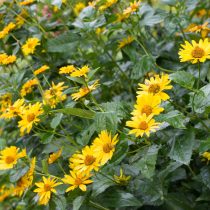 Топинамбур (Helianthus tuberosus)