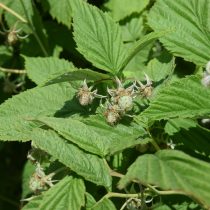 Малина обыкновенная (Rubus idaeus)