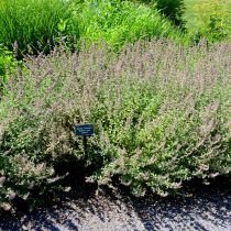 Котовник Фассена «Уокерс Лоу» (Nepeta × faassenii 'Walker's Low')