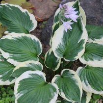 Хоста «Пэтриот» (Hosta 'Patriot')