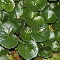 Копытень европейский (Asarum europaeum)