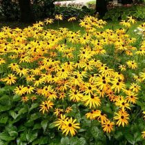 Рудбекия блестящая «Голдштурм» (Rudbeckia fulgida 'Goldsturm')
