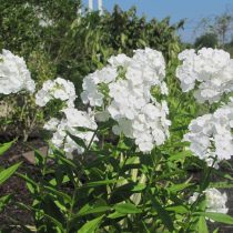 Флокс метельчатый «Давид» (Phlox paniculata 'David')
