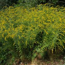 Золотарник «Голдкинд» (Solidago × hybrida 'Goldkind')