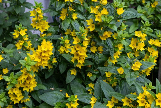 Вербейник разрастается подземными побегами, образуя плотные куртины. Со временем он выходит за пределы посадки, проникает в щели и вытесняет менее устойчивые многолетники.