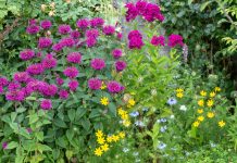 12 агрессивных растений, которые вытеснят всё в вашем саду 12 агрессивных растений, которые не стоит сажать у дома